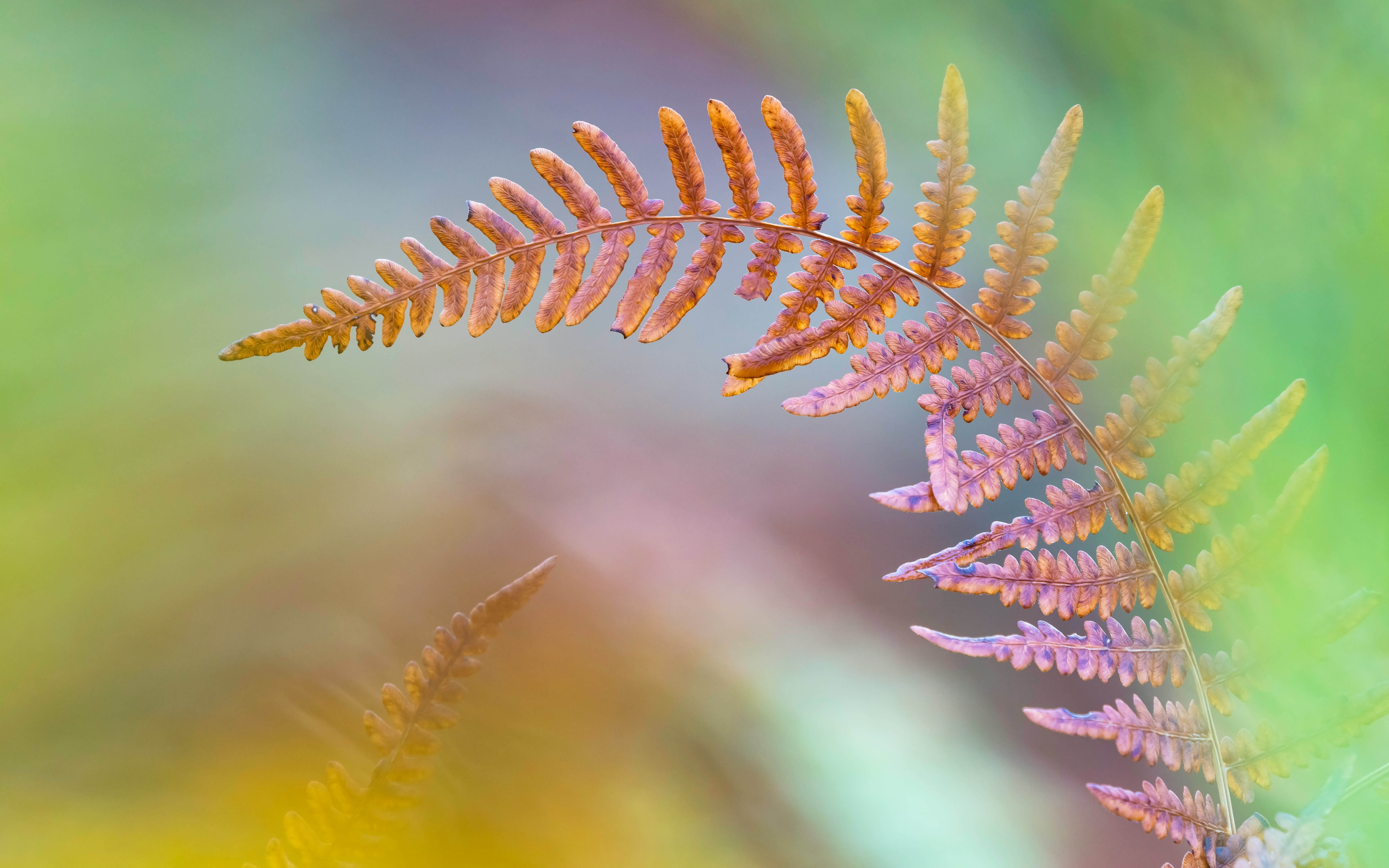 brown fern plant in close-up photo